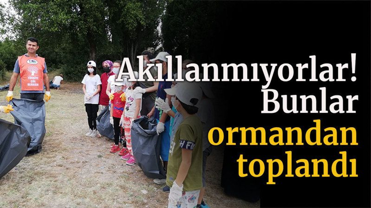 Akıllanmıyorlar! Bunlar ormandan toplandı